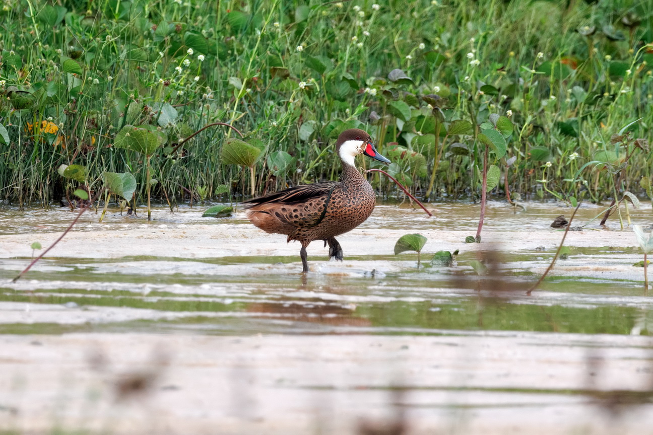 6849 Jericoacoara Roodbekpijlstaart.jpg