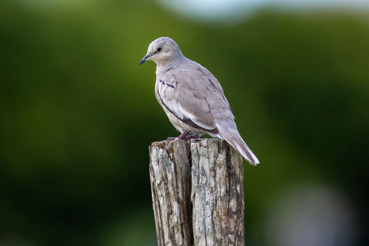 6854 Jericoacoara Picuiduif.jpg