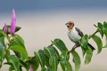 6844 Jericoacoara Dominicanerkardinaal