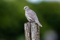 6854 Jericoacoara Picuiduif