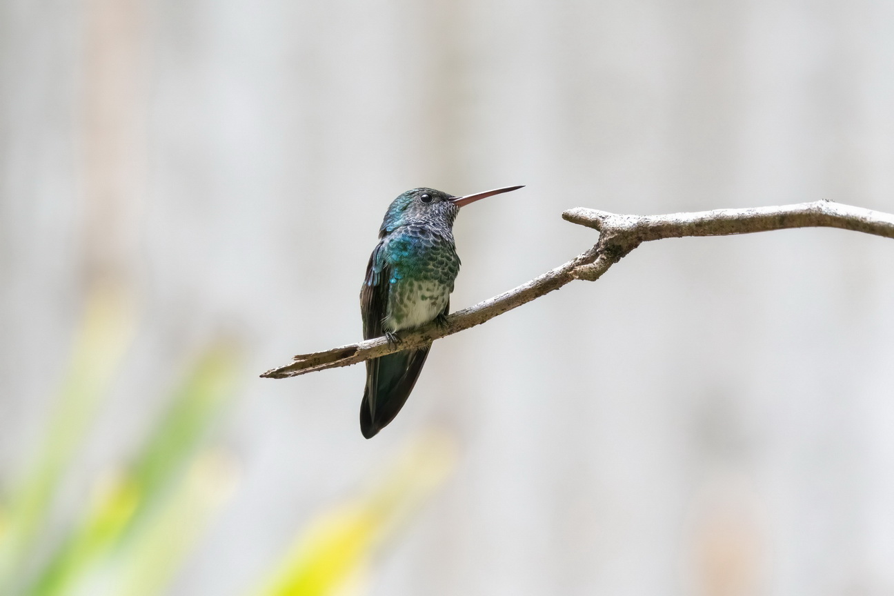 6897 Pipa Blauwkeelkolibri.jpg