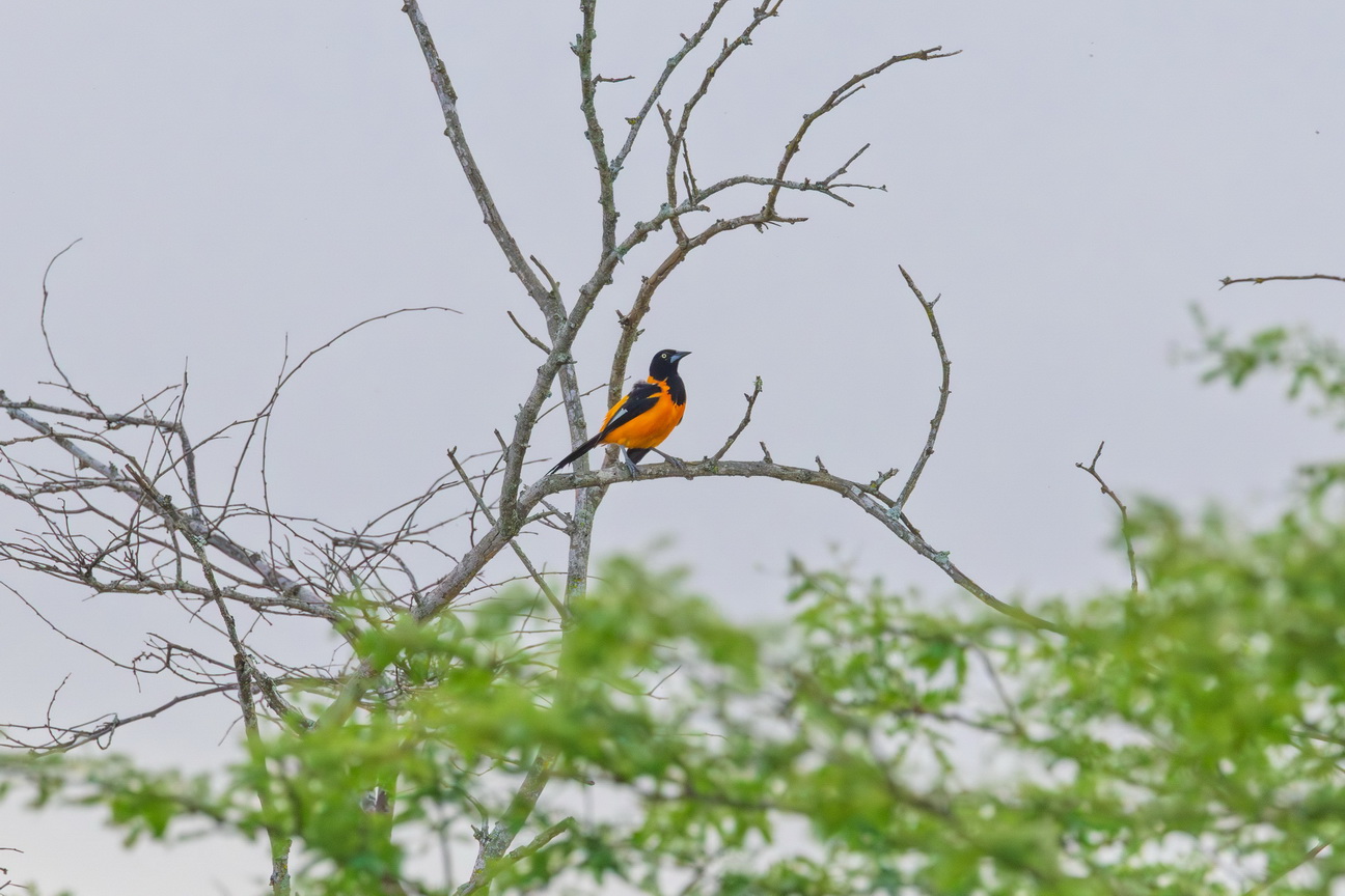 7080 Pai Mateus Oranje Troepiaal.jpg