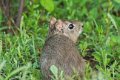 6951 Pai Mateus Braziliaanse Cavia
