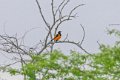 7080 Pai Mateus Oranje Troepiaal