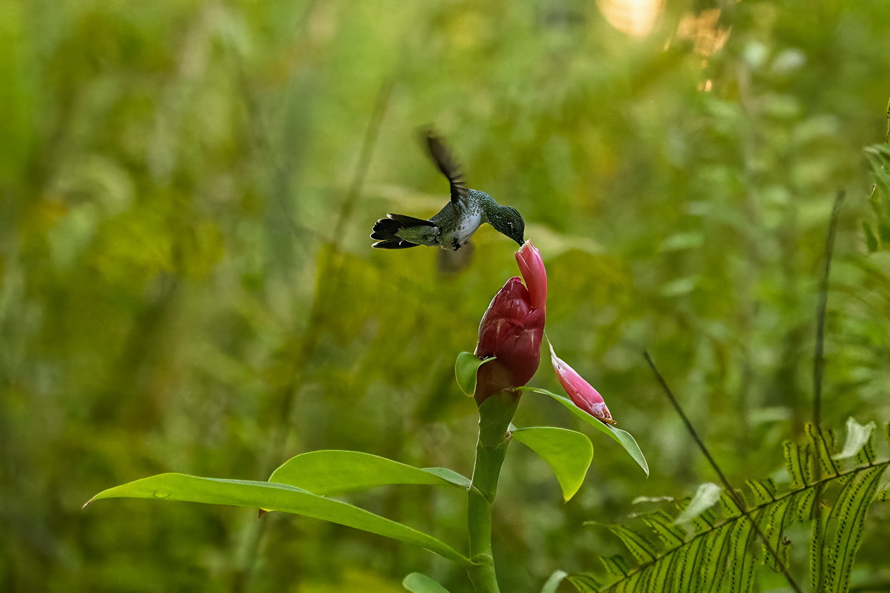 7150 Olinda Kolibri.jpg