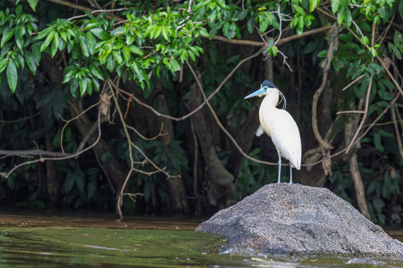 5692 Boven Suriname Kapreiger-2.jpg