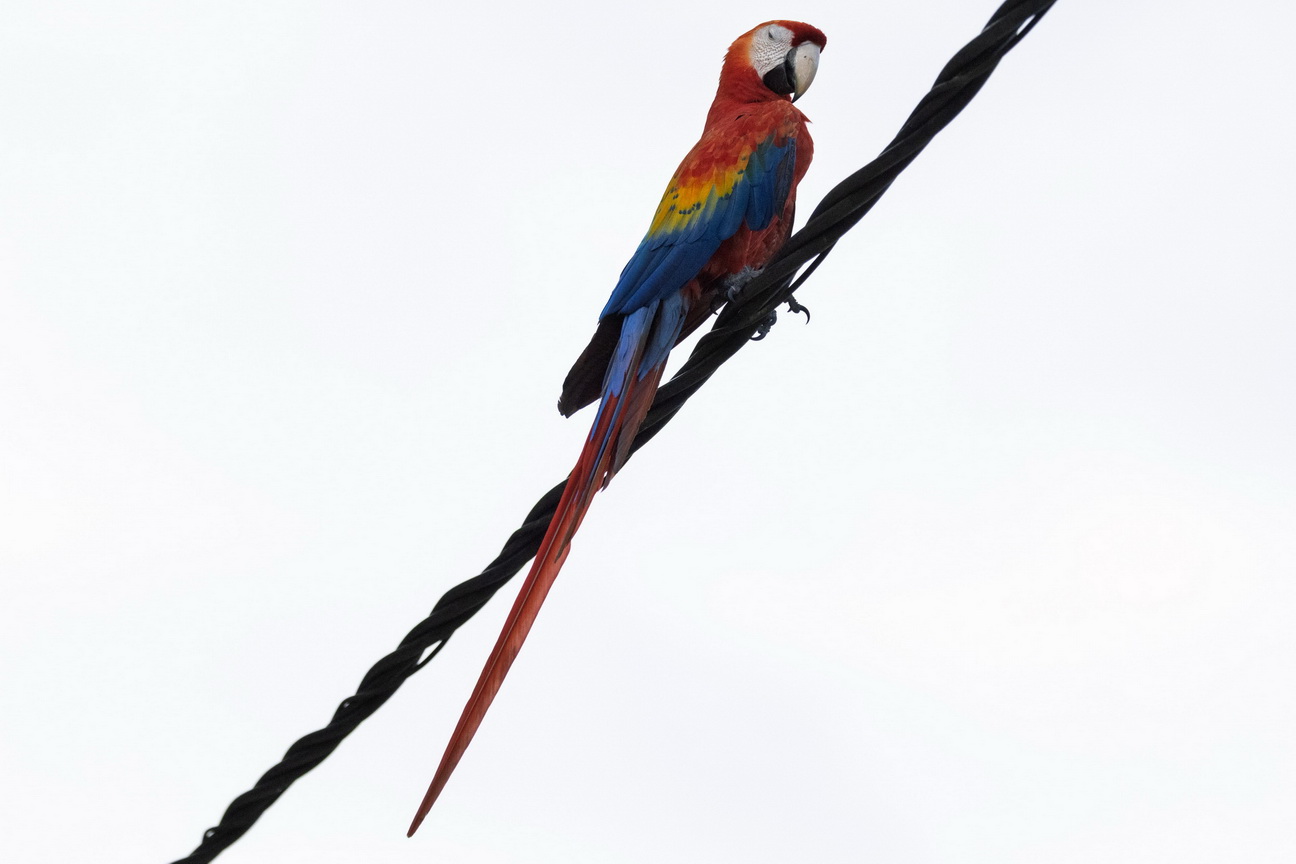 5702 Boven Suriname Ara.jpg