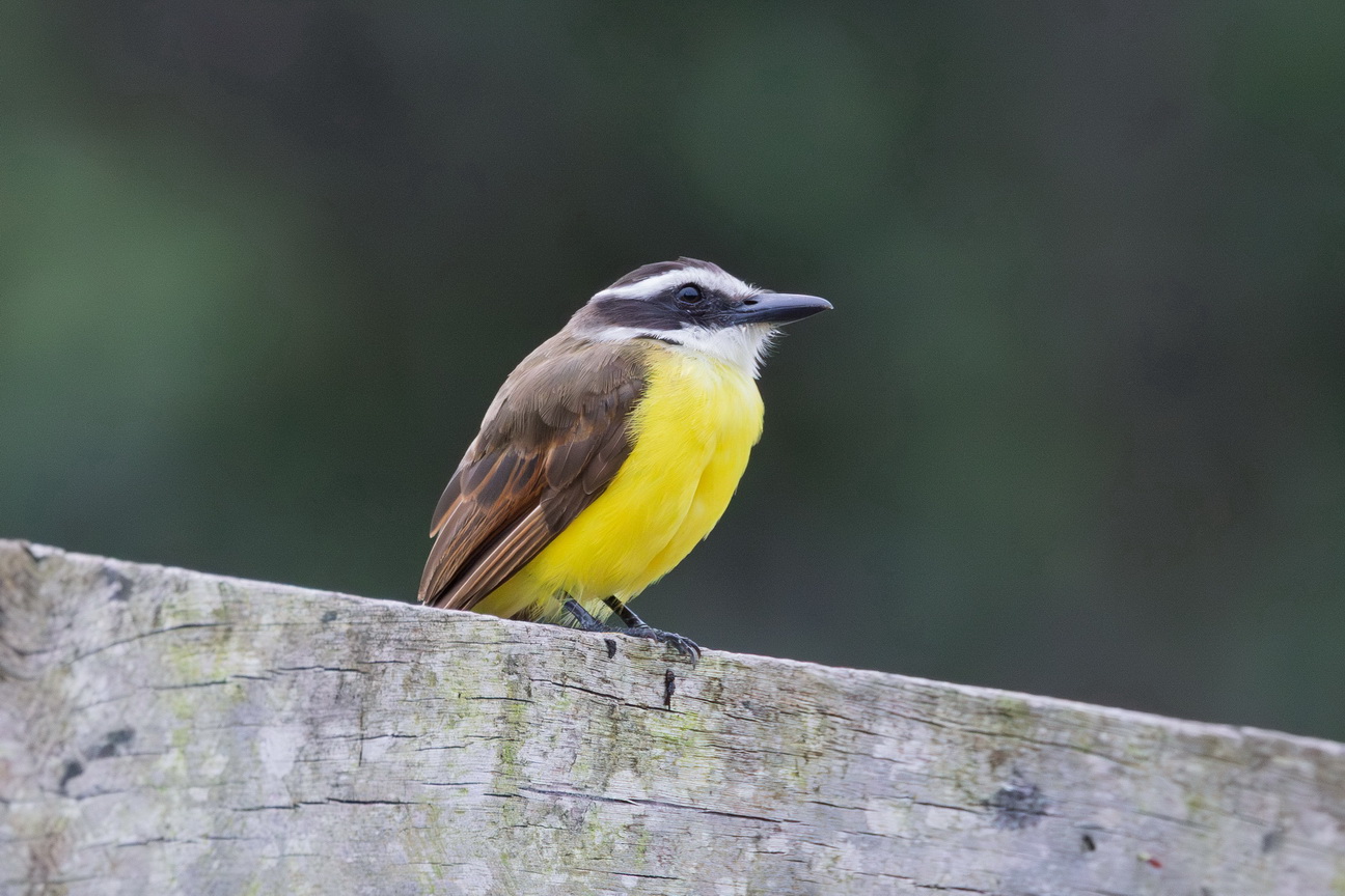 5715 Boven Suriname Kiskadee.jpg