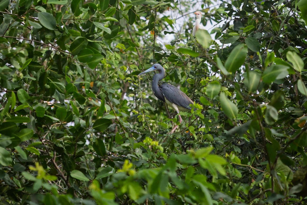 5726 Boven Suriname Witbuikreiger.jpg