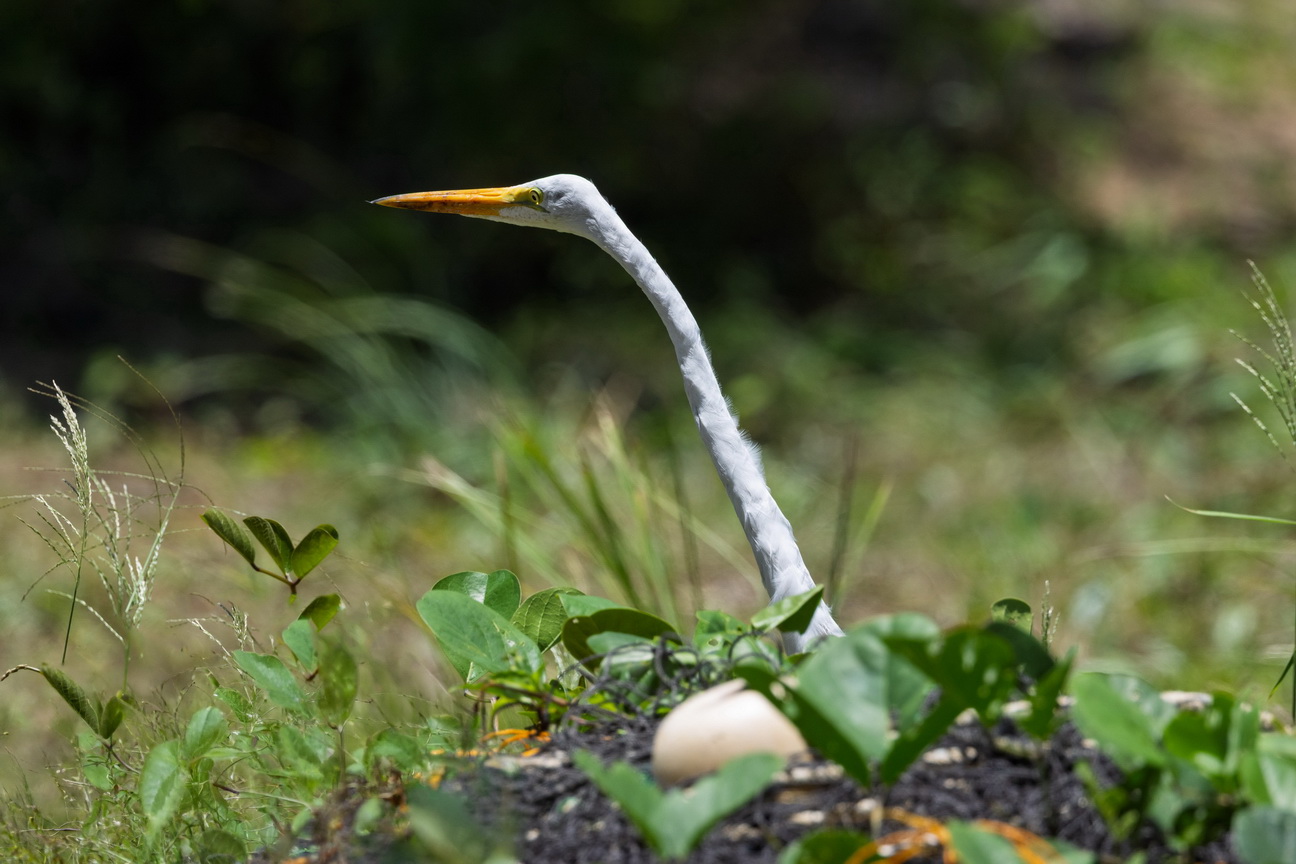 5823 Galibi Zilverreiger.jpg