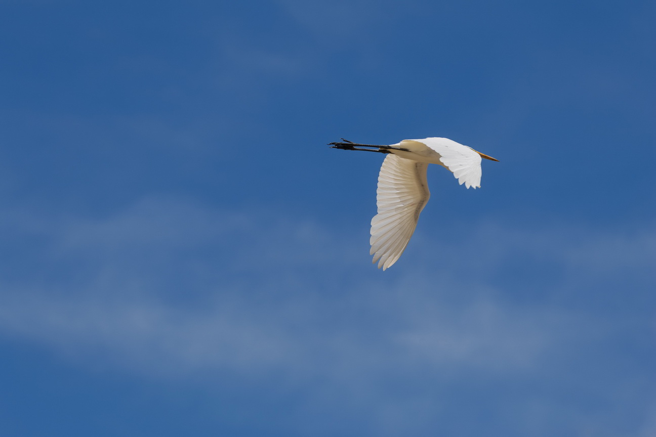 5829 Galibi Zilverreiger.jpg