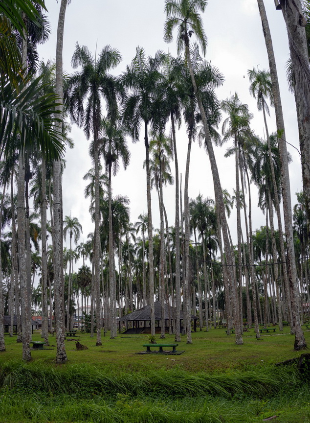 Paramaribo Palmentuin.jpg